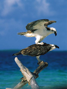 Belize-Belize Coast-Adventures  in Belize